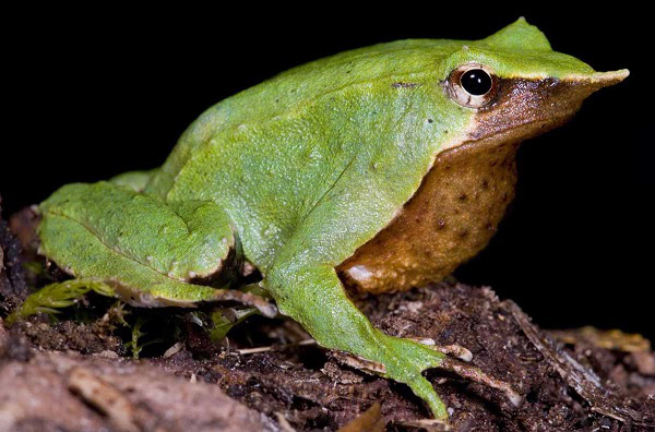 The greatest frog father on the planet, swallowing tadpoles emitting a frog frog Picture 1