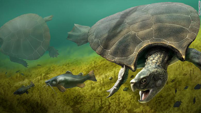 The largest freshwater turtle ever existed with a length of up to 3 meters, a shell weighing over 1 ton Picture 1