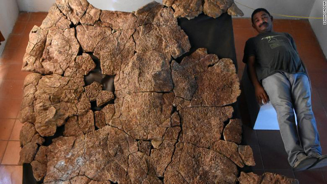 The largest freshwater turtle ever existed with a length of up to 3 meters, a shell weighing over 1 ton Picture 3