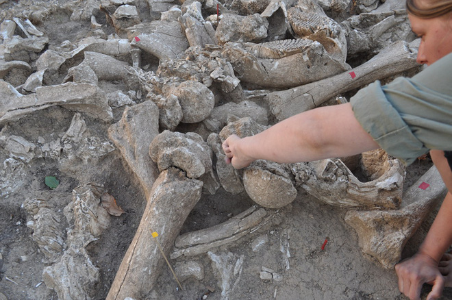 The largest mammoth structure ever found in Russia, shows that prehistoric humans are probably wiser than we thought. Picture 3