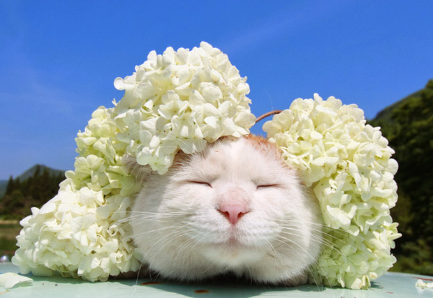 The legendary Shironeko has passed away, and the family chose the 18th 'birthday' to announce the sad news Picture 1