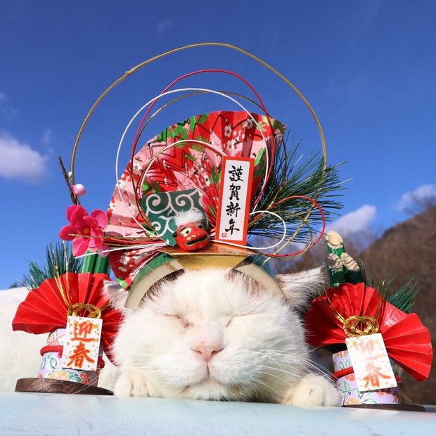 The legendary Shironeko has passed away, and the family chose the 18th 'birthday' to announce the sad news Picture 2