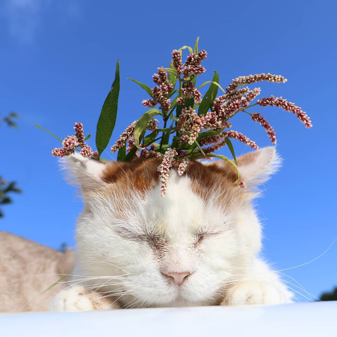 The legendary Shironeko has passed away, and the family chose the 18th 'birthday' to announce the sad news Picture 3