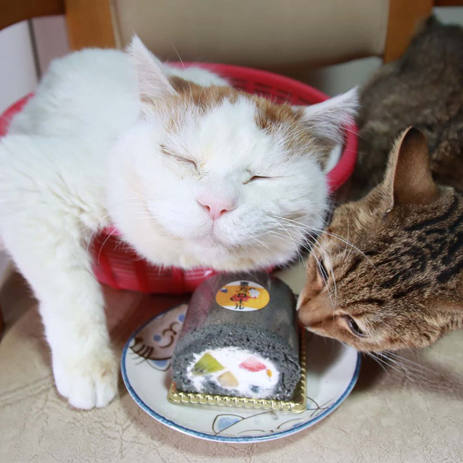 The legendary Shironeko has passed away, and the family chose the 18th 'birthday' to announce the sad news Picture 6
