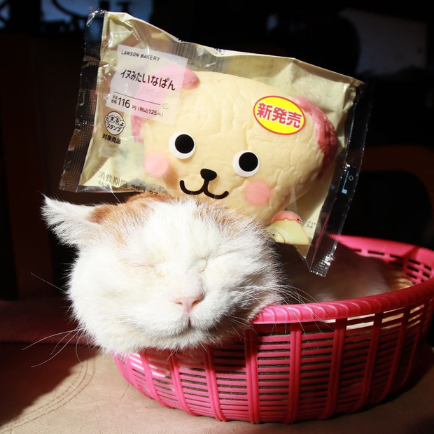 The legendary Shironeko has passed away, and the family chose the 18th 'birthday' to announce the sad news Picture 7