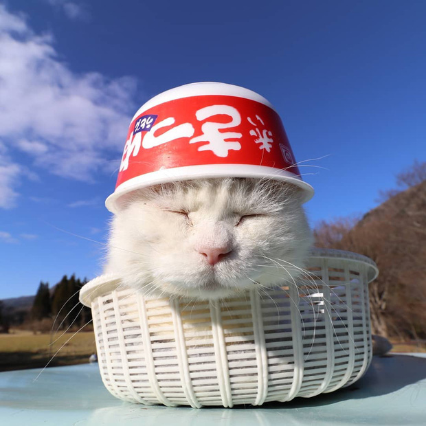 The legendary Shironeko has passed away, and the family chose the 18th 'birthday' to announce the sad news Picture 8