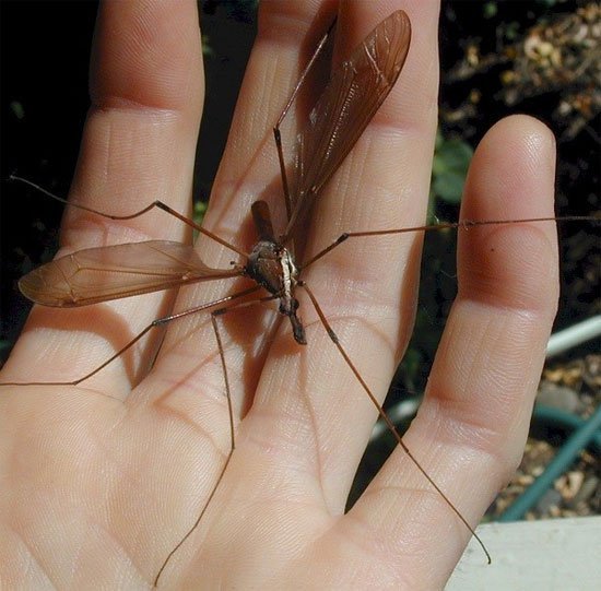 The list of 'horror' mosquitoes does not bother to suck human blood Picture 2