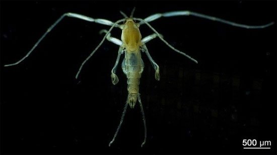 The list of 'horror' mosquitoes does not bother to suck human blood Picture 5
