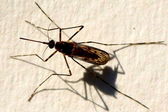 The list of 'horror' mosquitoes does not bother to suck human blood Picture 7