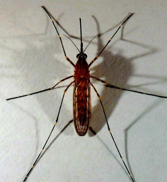 The list of 'horror' mosquitoes does not bother to suck human blood Picture 8