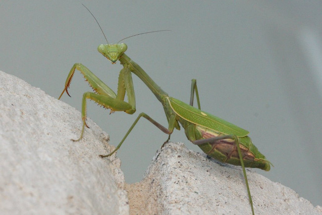 The male mantis continues to mate after being bitten off by the mantis Picture 1