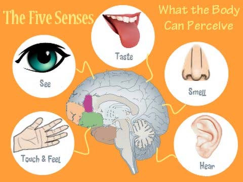 The mechanism of sensory compensation and the magic of the brain Picture 2
