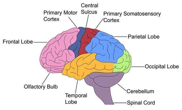 The mechanism of sensory compensation and the magic of the brain ...