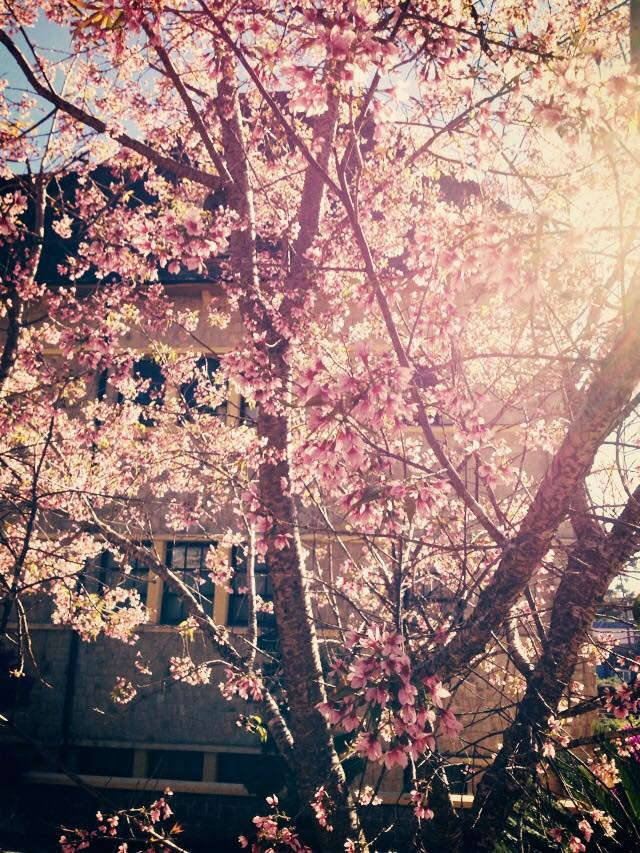 The most beautiful and attractive flower seasons in Vietnam should check in once in a lifetime Picture 10