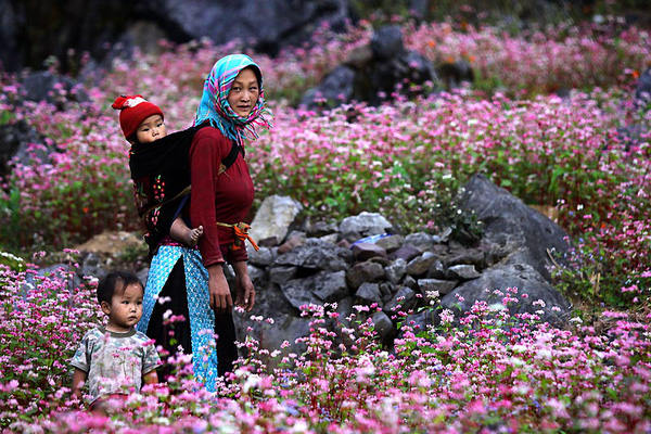 The most beautiful and attractive flower seasons in Vietnam should check in once in a lifetime Picture 11