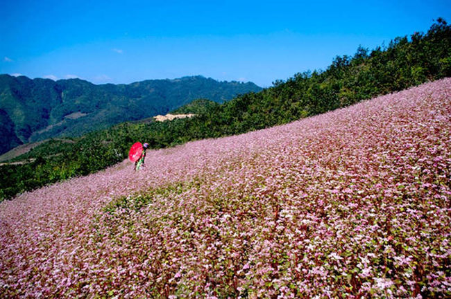 The most beautiful and attractive flower seasons in Vietnam should ...