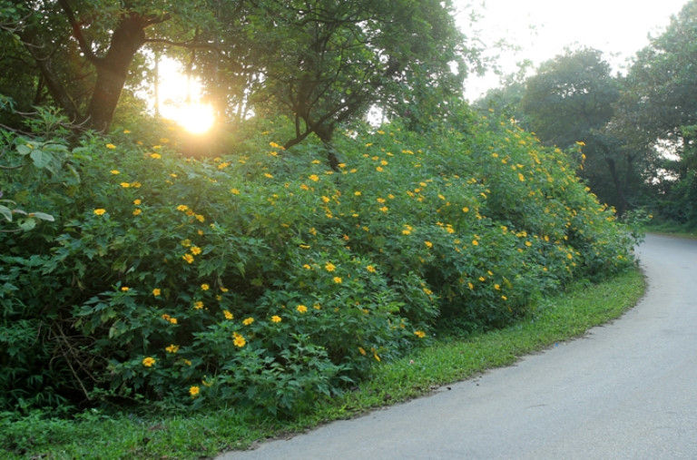 The most beautiful and attractive flower seasons in Vietnam should check in once in a lifetime Picture 20