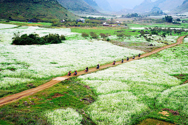 The most beautiful and attractive flower seasons in Vietnam should check in once in a lifetime Picture 21