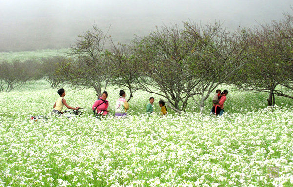 The most beautiful and attractive flower seasons in Vietnam should check in once in a lifetime Picture 22