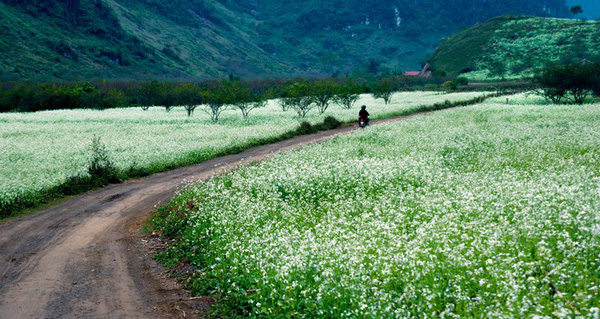The most beautiful and attractive flower seasons in Vietnam should check in once in a lifetime Picture 23