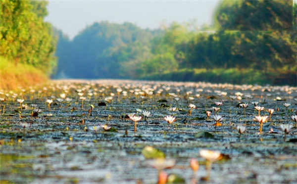 The most beautiful and attractive flower seasons in Vietnam should check in once in a lifetime Picture 24