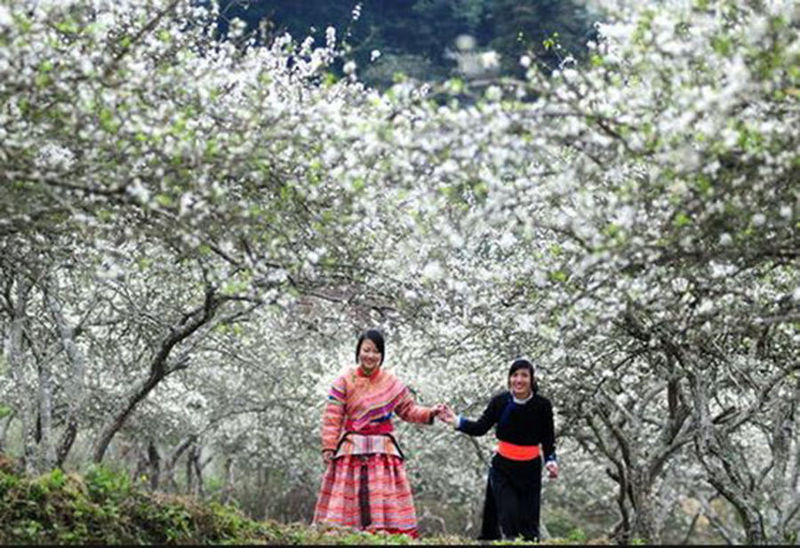 The most beautiful and attractive flower seasons in Vietnam should ...