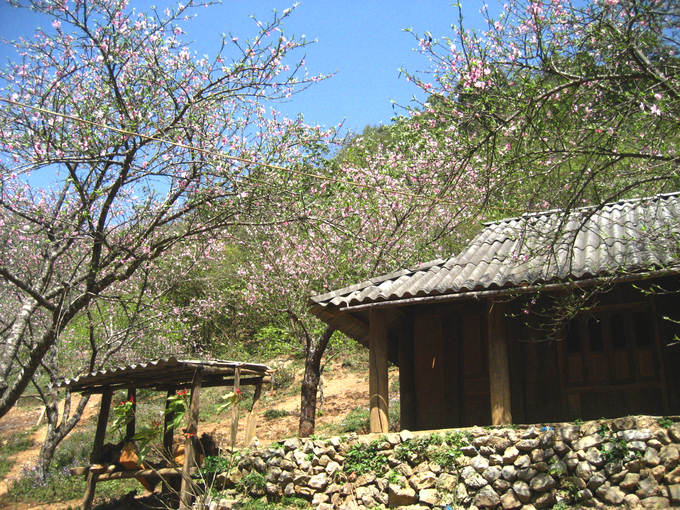 The most beautiful and attractive flower seasons in Vietnam should check in once in a lifetime Picture 6