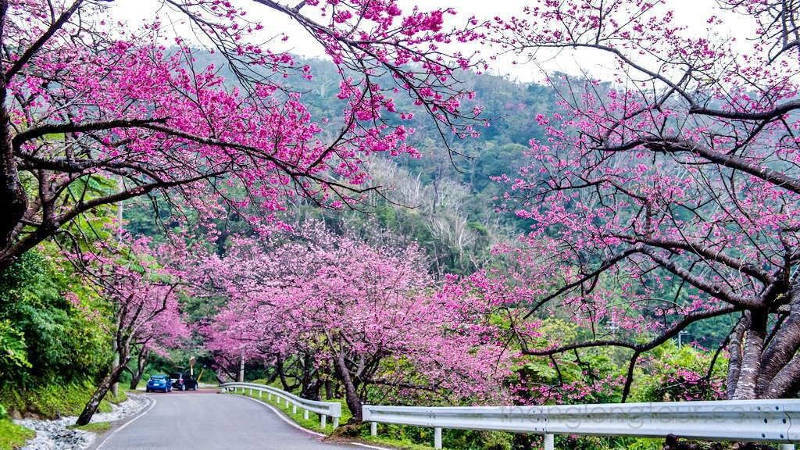 The most beautiful and attractive flower seasons in Vietnam should check in once in a lifetime Picture 9