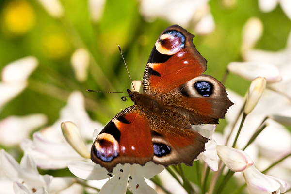 The most beautiful butterflies in the world - TipsMake.com