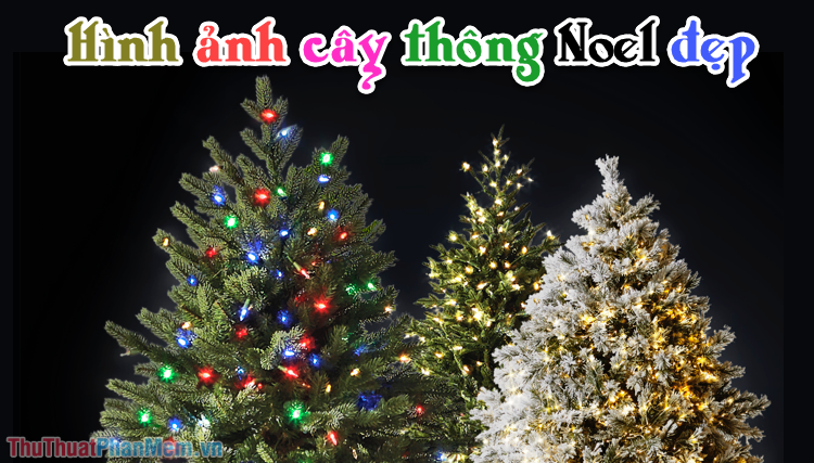 The most beautiful Christmas tree images Picture 1