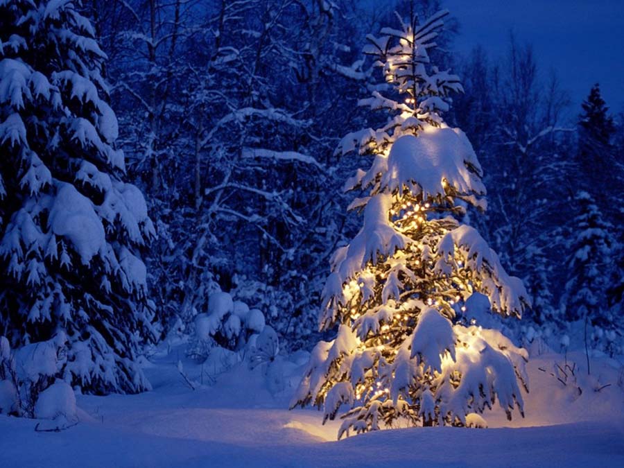 The most beautiful Christmas tree images Picture 30