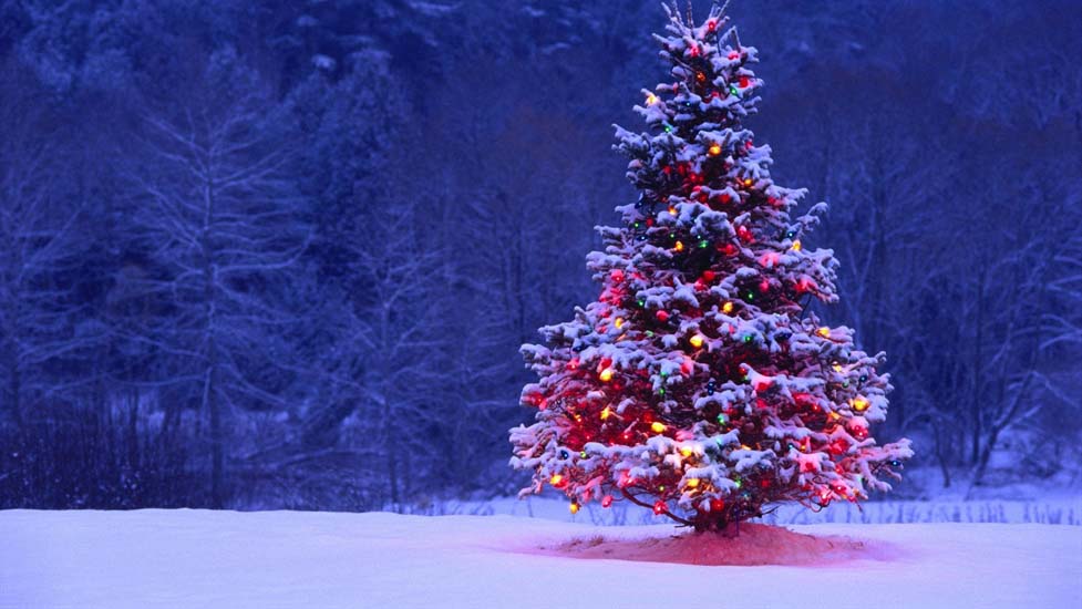 The most beautiful Christmas tree images Picture 38