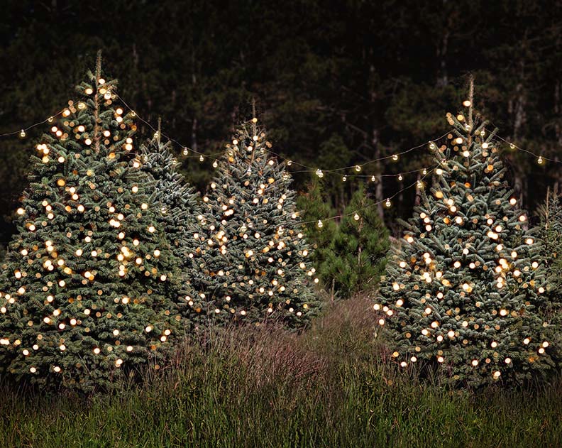 The most beautiful Christmas tree images Picture 52