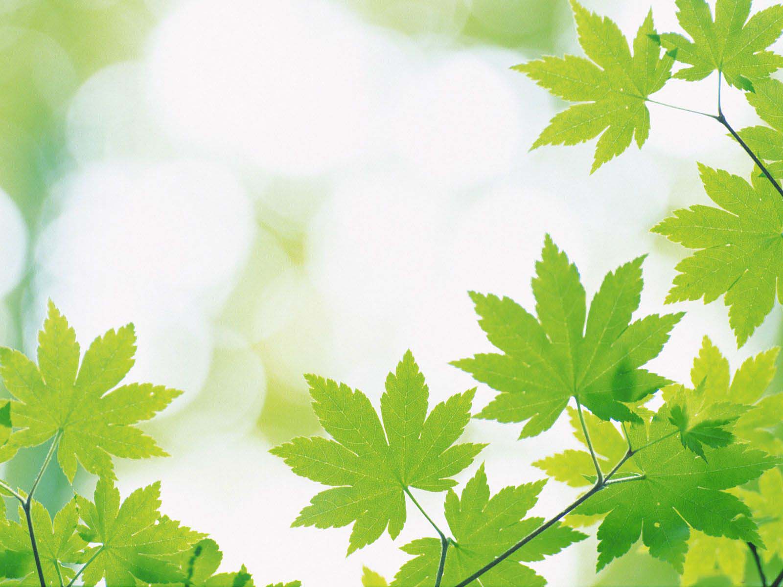 The most beautiful green Powerpoint wallpapers Picture 26