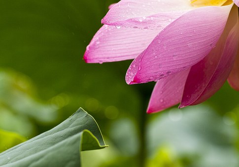 The most beautiful lotus wallpaper for computers you can't miss Picture 12