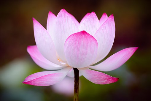 The most beautiful lotus wallpaper for computers you can't miss Picture 13