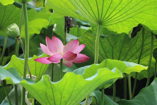 The most beautiful lotus wallpaper for computers you can't miss Picture 14