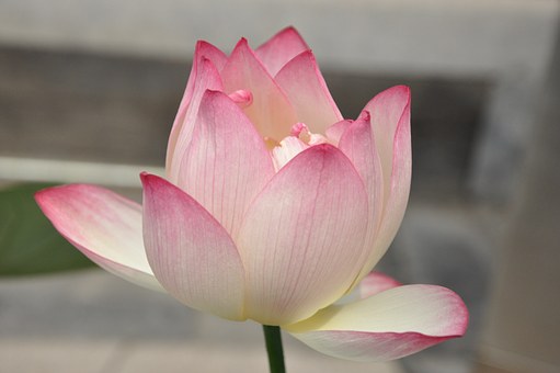 The most beautiful lotus wallpaper for computers you can't miss Picture 18