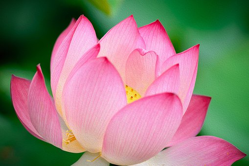 The most beautiful lotus wallpaper for computers you can't miss Picture 19