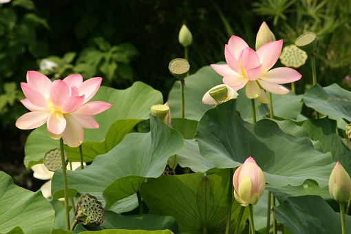The most beautiful lotus wallpaper for computers you can't miss Picture 21