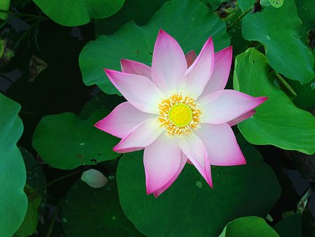 The most beautiful lotus wallpaper for computers you can't miss Picture 22