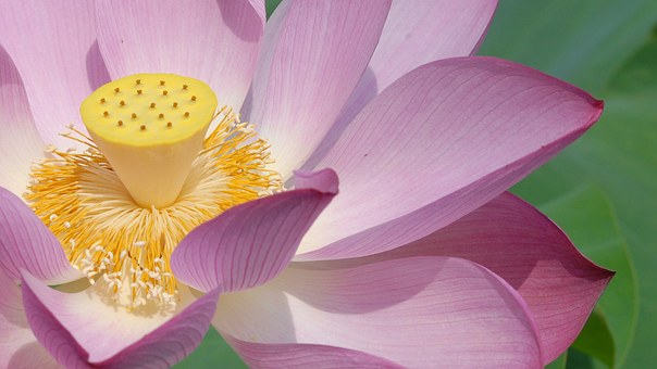 The most beautiful lotus wallpaper for computers you can't miss Picture 24