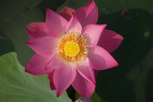 The most beautiful lotus wallpaper for computers you can't miss Picture 25