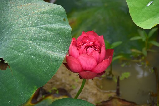 The most beautiful lotus wallpaper for computers you can't miss Picture 26