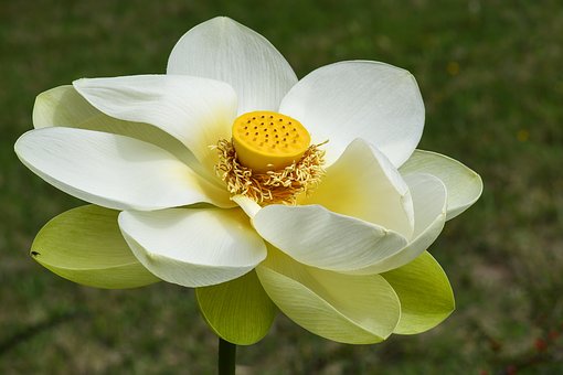 The most beautiful lotus wallpaper for computers you can't miss Picture 29