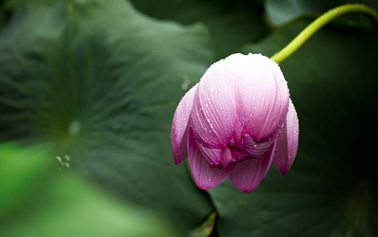 The most beautiful lotus wallpaper for computers you can't miss Picture 4