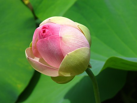 The most beautiful lotus wallpaper for computers you can't miss Picture 5
