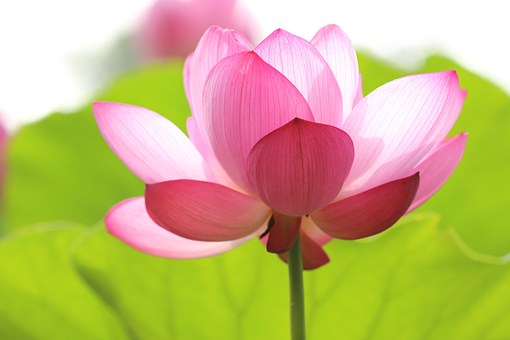 The most beautiful lotus wallpaper for computers you can't miss Picture 6