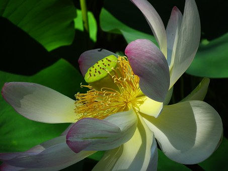 The most beautiful lotus wallpaper for computers you can't miss Picture 8