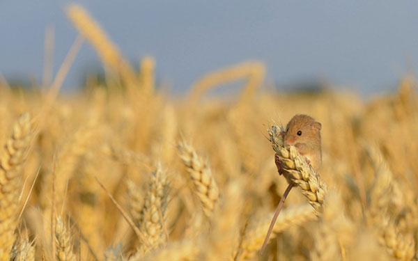 The most beautiful, lovely and beautiful mouse set Picture 11